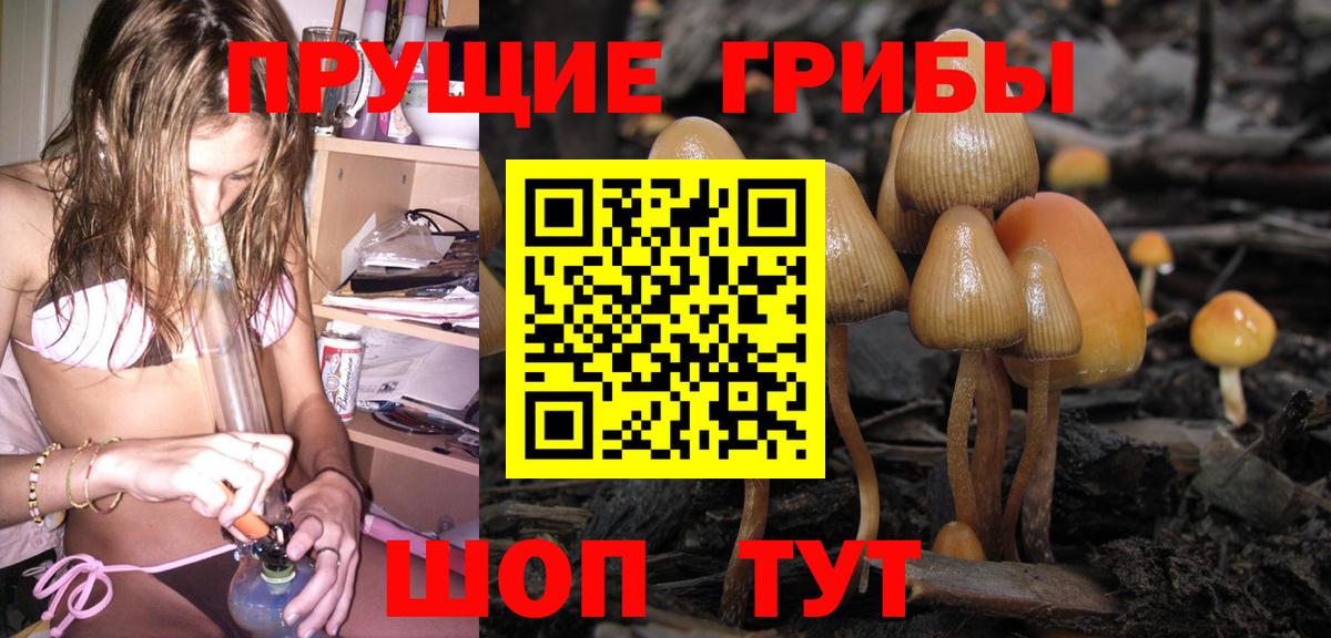 наркота  Вход с VPN  Галлюциногенные грибы мухоморы  Черногорск  Псилоцибиновые грибы Psilocybe 
